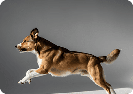 Dog activity tracking on Omelo pet health app