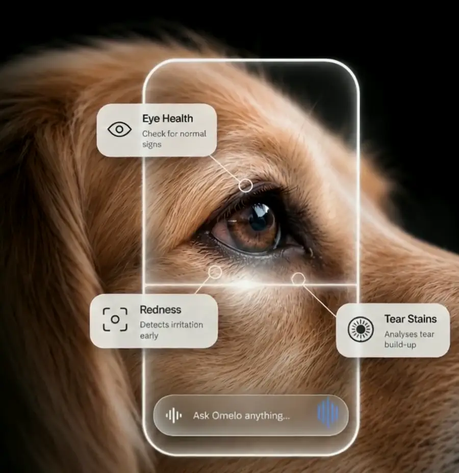 PawSight eye scan showing Eye Health, Redness and Tear Stains on a golden retriever