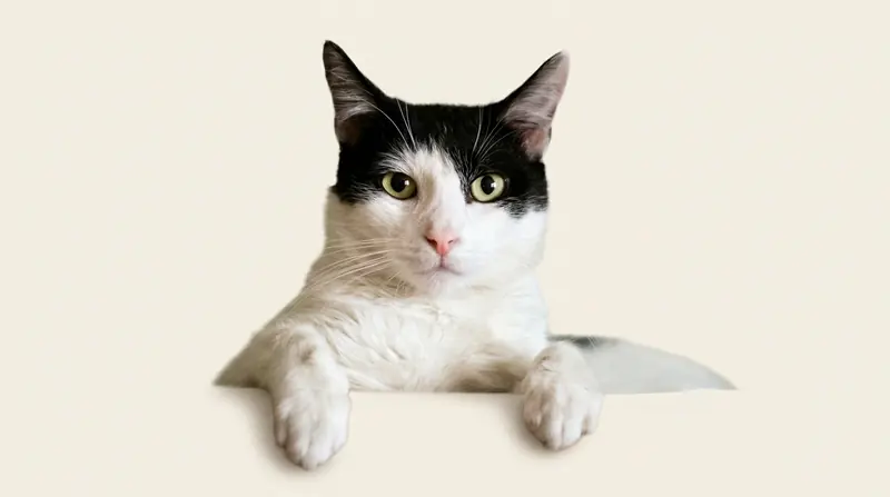 Pet photograph illustrating Luna's story