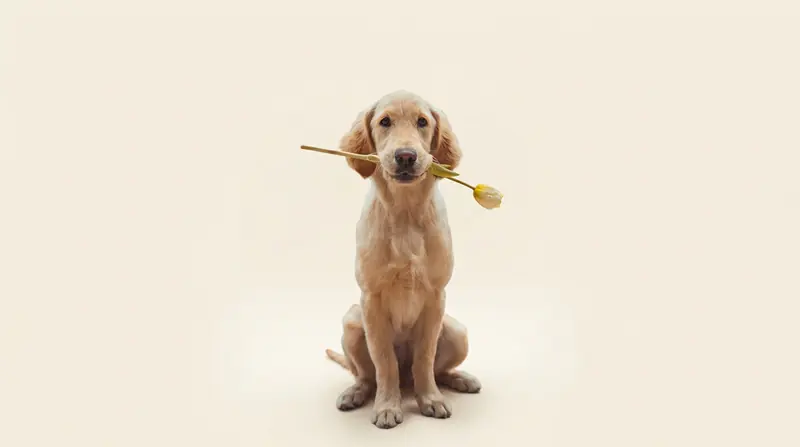 Pet photograph illustrating Milo's story